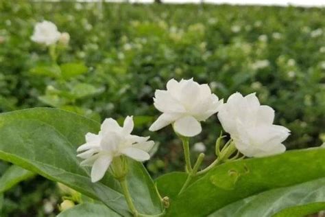 茉莉花喜欢阳光吗|茉莉花能否晒太阳（探究茉莉花对光照的需求）